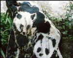 Unnamed Image